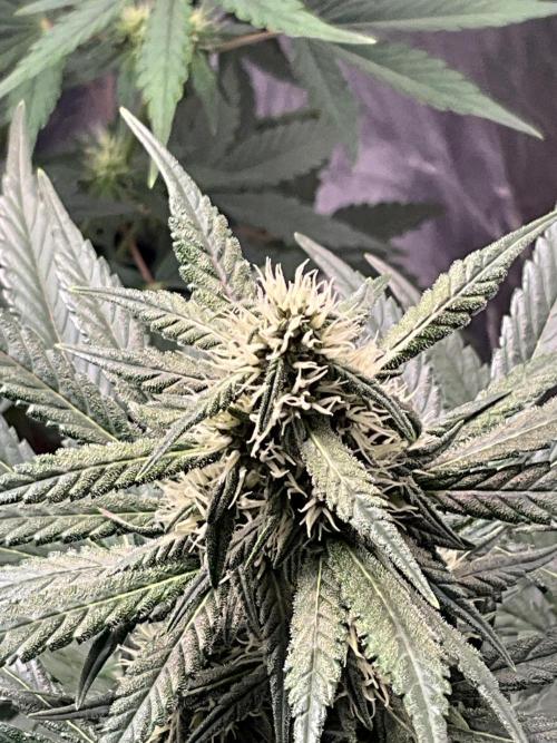 Cherry C, Strawberry G, Crystal Meth. Week 6 - Strawberry G.