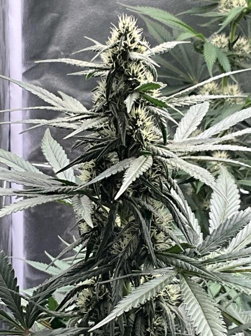 Cherry C, Strawberry G, Crystal Meth. Week 6 - Strawberry G.