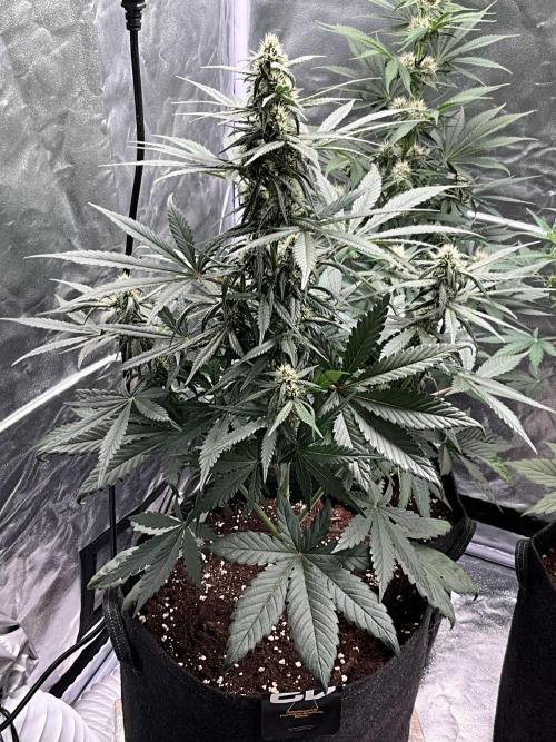 Cherry C, Strawberry G, Crystal Meth. Week 6 - Strawberry G.