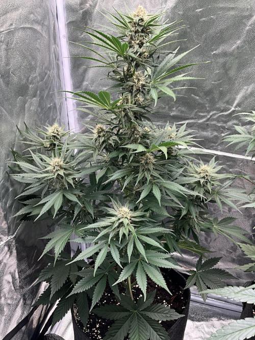 Cherry C, Strawberry G, Crystal Meth. Week 7 - Cherry C.