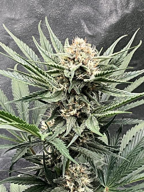 Cherry C, Strawberry G, Crystal Meth. Week 7 - Cherry C.