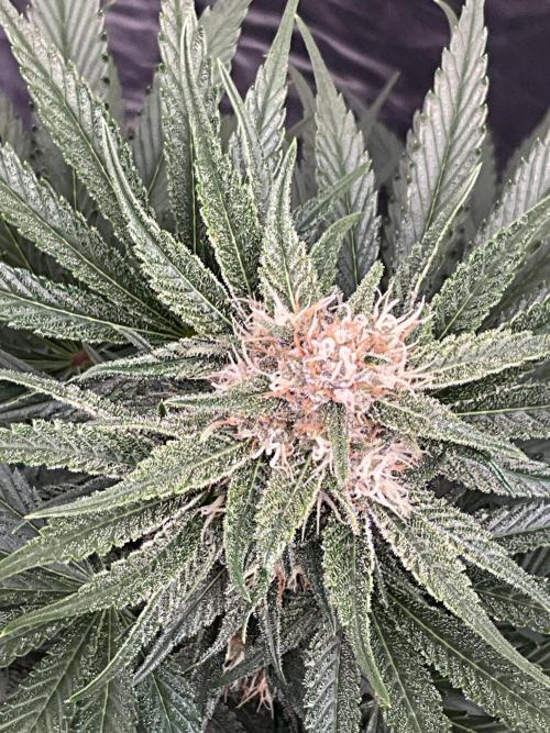 Cherry C, Strawberry G, Crystal Meth. Week 7 - Cherry C.