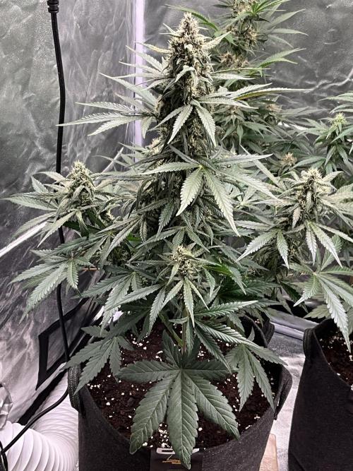 Cherry C, Strawberry G, Crystal Meth. Week 7 - Strawberry G.