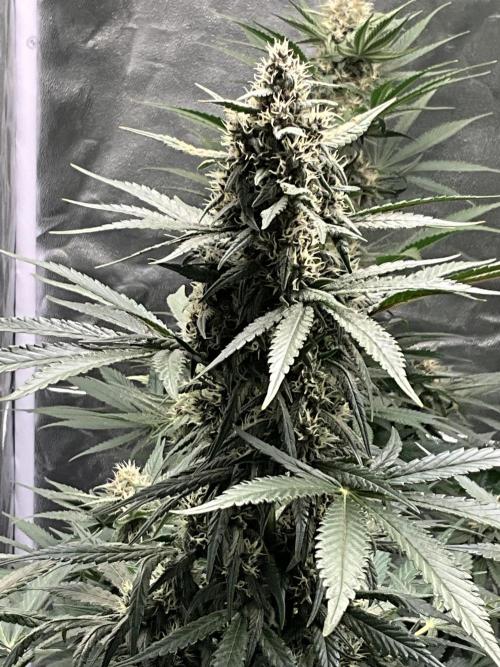 Cherry C, Strawberry G, Crystal Meth. Week 7 - Strawberry G.