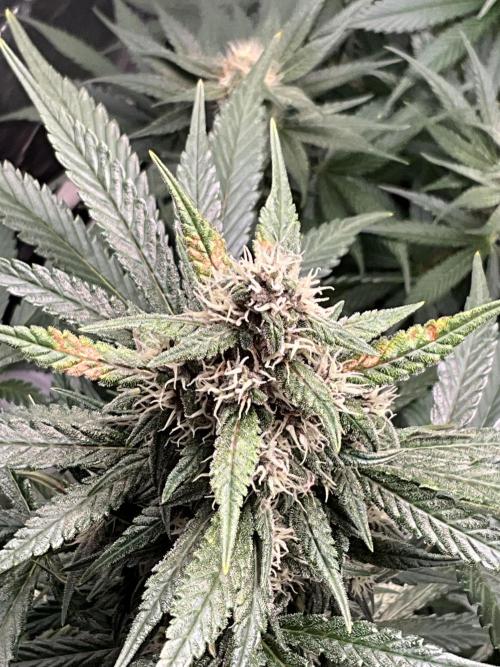 Cherry C, Strawberry G, Crystal Meth. Week 7 - Strawberry G.