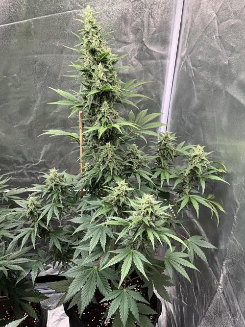 Cherry C, Strawberry G, Crystal Meth. Week 7 - Crystal M.