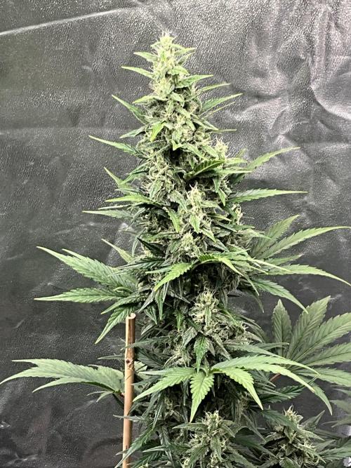 Cherry C, Strawberry G, Crystal Meth. Week 7 - Crystal M.