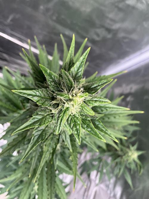 Cherry C, Strawberry G, Crystal Meth. Week 7 - Crystal M.