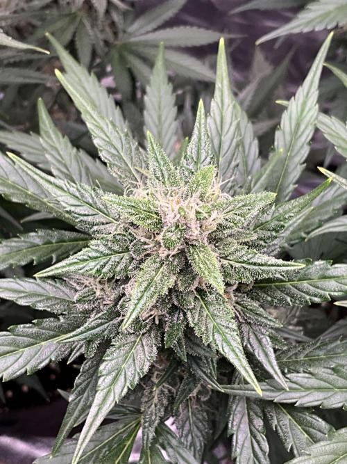 Cherry C, Strawberry G, Crystal Meth. Week 8 - Crystal M.