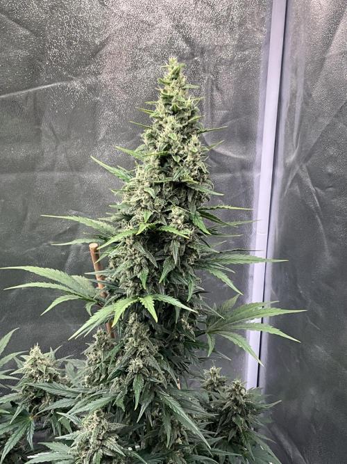 Cherry C, Strawberry G, Crystal Meth. Week 8 - Crystal M.