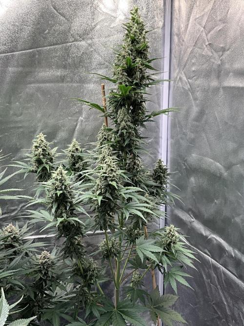 Cherry C, Strawberry G, Crystal Meth. Week 8 - Crystal M.