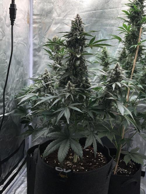 Cherry C, Strawberry G, Crystal Meth. Week 8 - Strawberry G.
