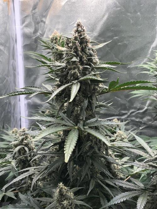 Cherry C, Strawberry G, Crystal Meth. Week 8 - Strawberry G.