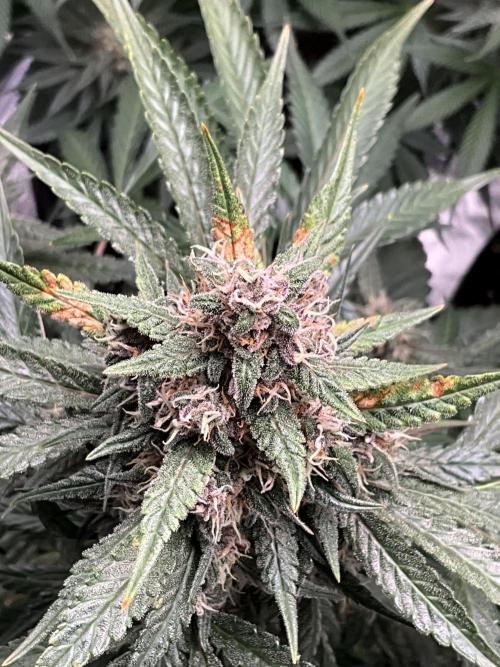 Cherry C, Strawberry G, Crystal Meth. Week 8 - Strawberry G.