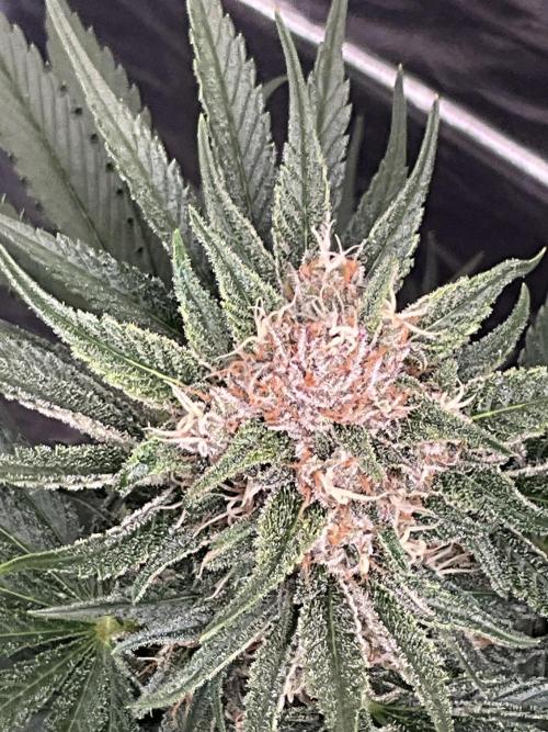 Cherry C, Strawberry G, Crystal Meth. Week 8 - Cherry C.