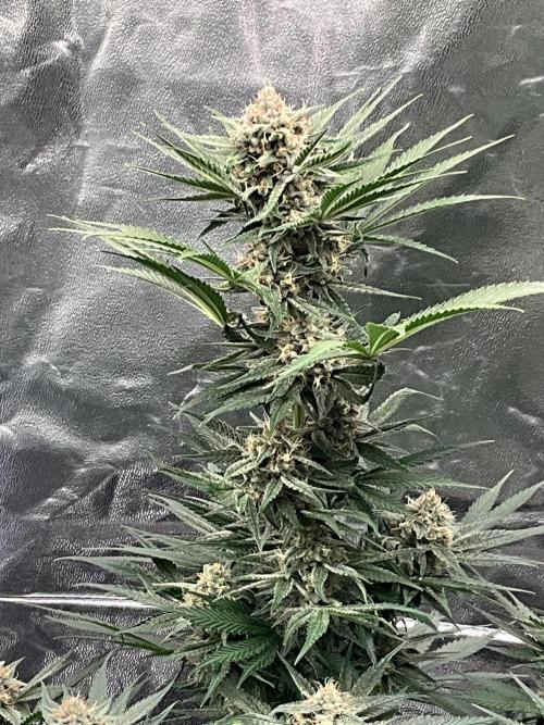 Cherry C, Strawberry G, Crystal Meth. Week 8 - Cherry C.