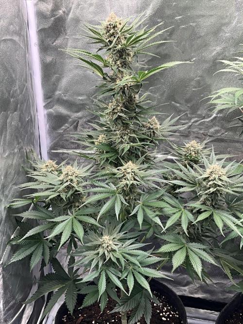 Cherry C, Strawberry G, Crystal Meth. Week 8 - Cherry C.