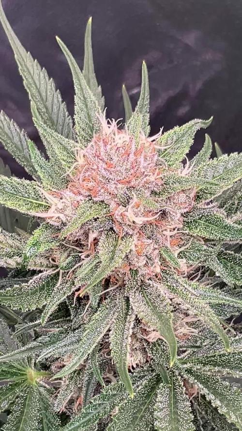 Cherry C, Strawberry G, Crystal Meth