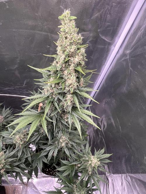 Cherry C, Strawberry G, Crystal Meth. Week 9 - Crystal M.