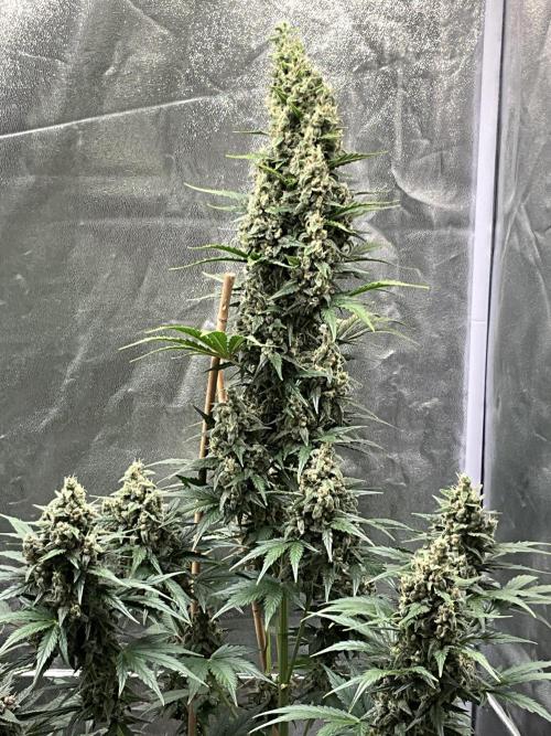 Cherry C, Strawberry G, Crystal Meth. Week 9 - Crystal M.