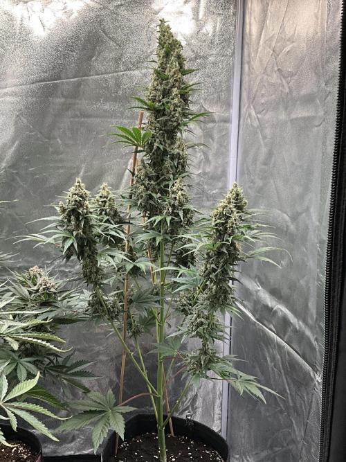 Cherry C, Strawberry G, Crystal Meth. Week 9 - Crystal M.
