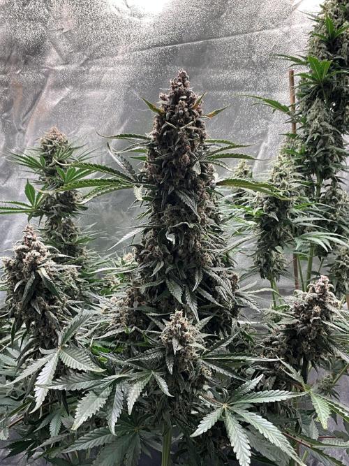 Cherry C, Strawberry G, Crystal Meth. Week 9 - Strawberry G.