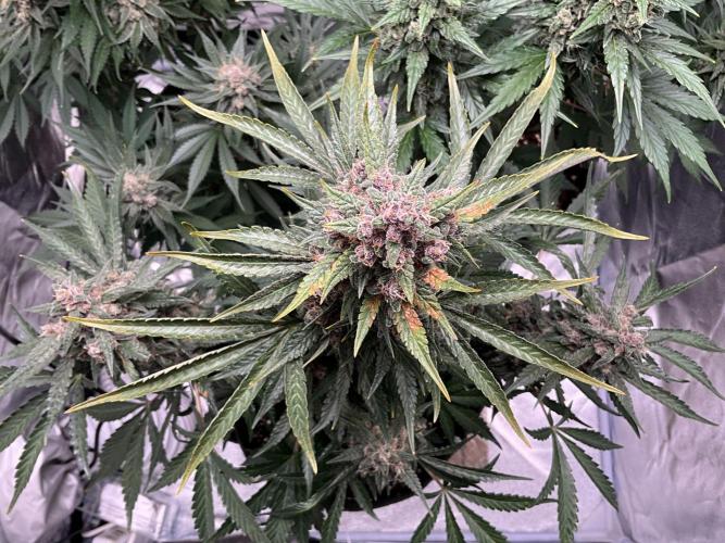 Cherry C, Strawberry G, Crystal Meth. Week 9 - Strawberry G.