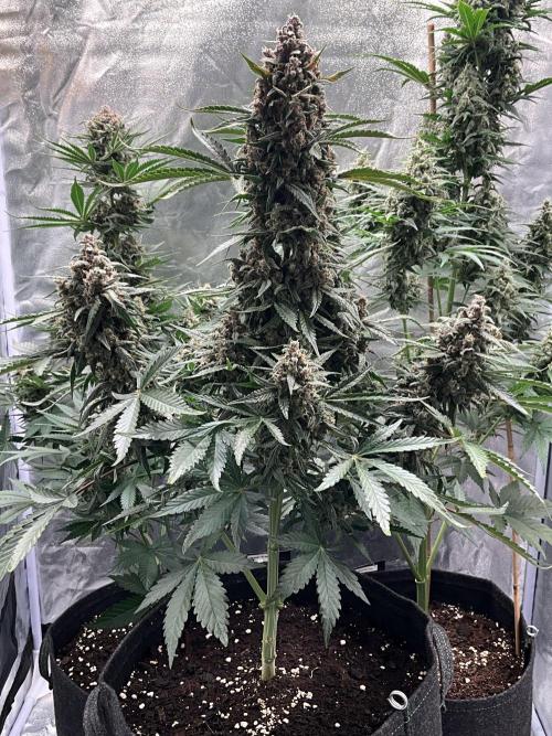 Cherry C, Strawberry G, Crystal Meth. Week 9 - Strawberry G.