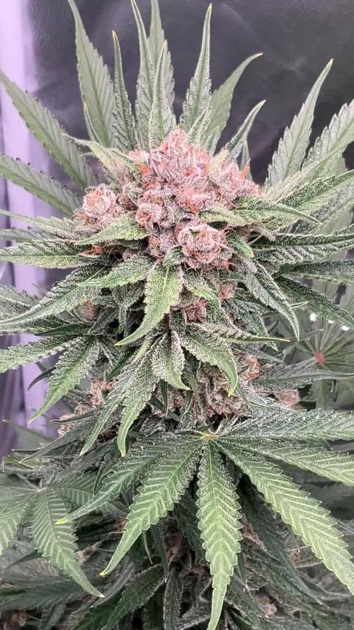 Cherry C, Strawberry G, Crystal Meth