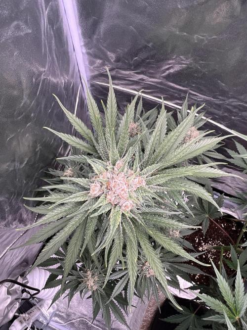 Cherry C, Strawberry G, Crystal Meth. Week 9 - Cherry C.