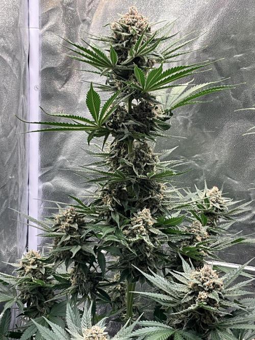 Cherry C, Strawberry G, Crystal Meth. Week 9 - Cherry C.