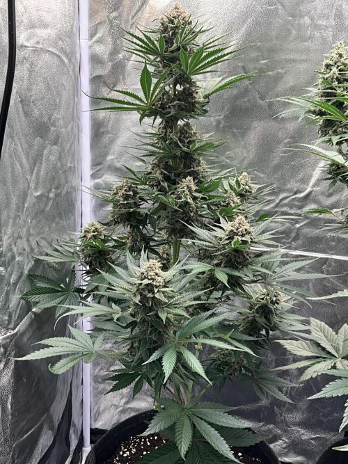 Cherry C, Strawberry G, Crystal Meth. Week 9 - Cherry C.