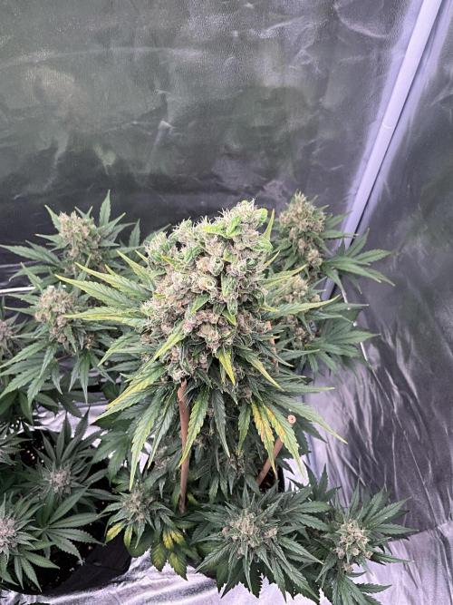 Cherry C, Strawberry G, Crystal Meth. Week 10 - Crystal M.