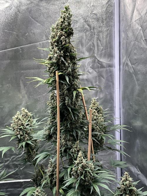 Cherry C, Strawberry G, Crystal Meth. Week 10 - Crystal M.