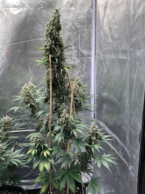 Cherry C, Strawberry G, Crystal Meth. Week 10 - Crystal M.