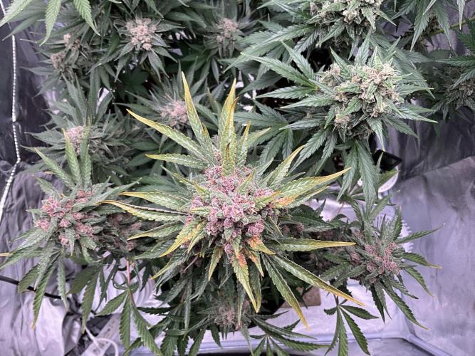 Cherry C, Strawberry G, Crystal Meth. Week 10 - Strawberry G.