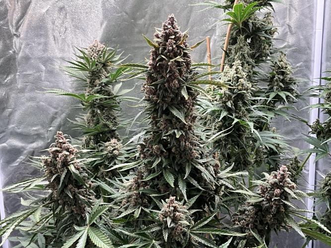 Cherry C, Strawberry G, Crystal Meth. Week 10 - Strawberry G.