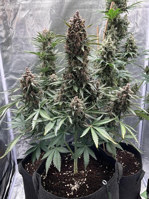 Cherry C, Strawberry G, Crystal Meth. Week 10 - Strawberry G.