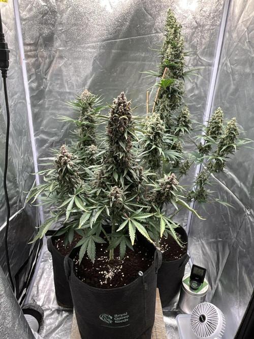 Cherry C, Strawberry G, Crystal Meth. Week 10
