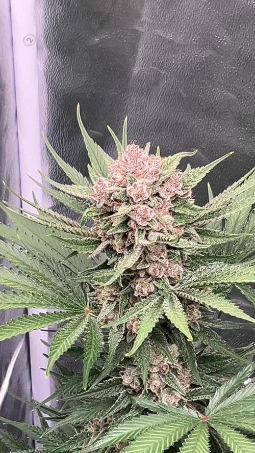 Cherry C, Strawberry G, Crystal Meth