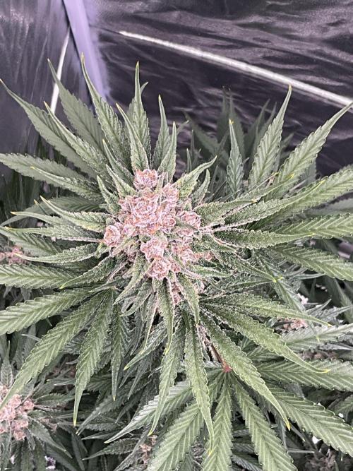 Cherry C, Strawberry G, Crystal Meth. Week 10 - Cherry C.