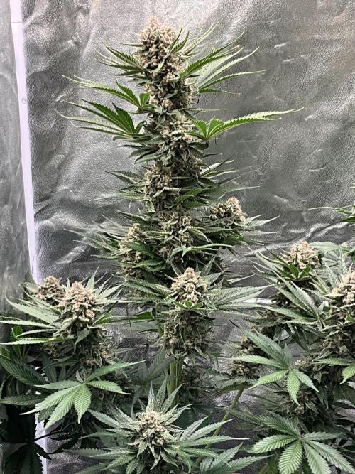 Cherry C, Strawberry G, Crystal Meth. Week 10 - Cherry C.