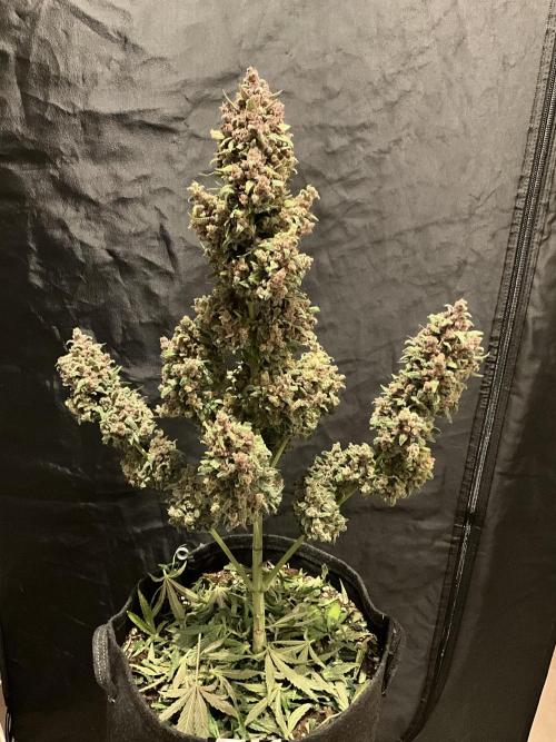 Cherry C, Strawberry G, Crystal Meth. Week 11