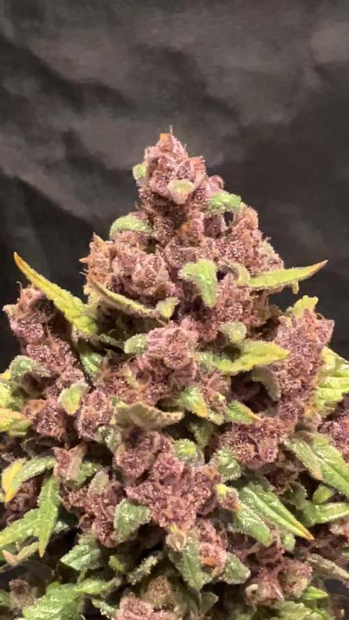 Cherry C, Strawberry G, Crystal Meth