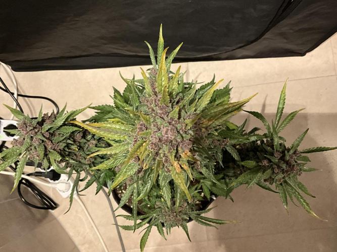 Cherry C, Strawberry G, Crystal Meth. Week 11