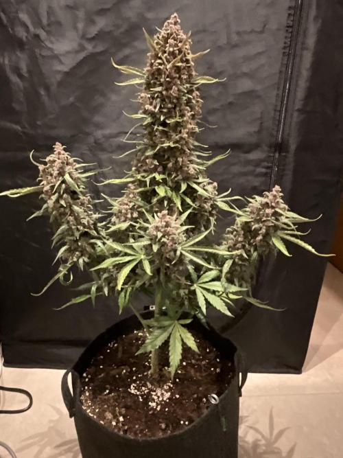 Cherry C, Strawberry G, Crystal Meth. Week 11