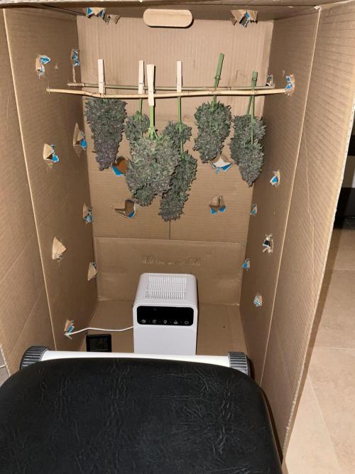 Cherry C, Strawberry G, Crystal Meth. Week 11