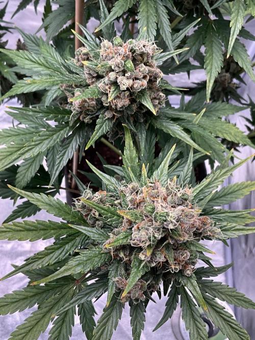 Cherry C, Strawberry G, Crystal Meth. Week 11 - Crystal M.