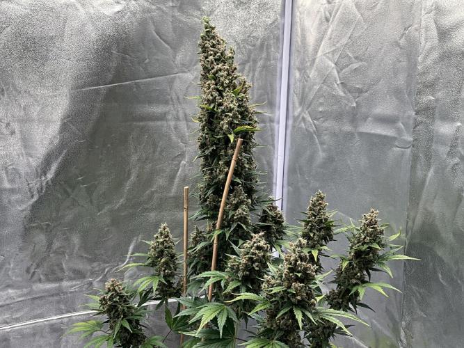 Cherry C, Strawberry G, Crystal Meth. Week 11 - Crystal M.