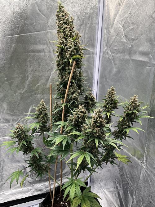 Cherry C, Strawberry G, Crystal Meth. Week 11 - Crystal M.